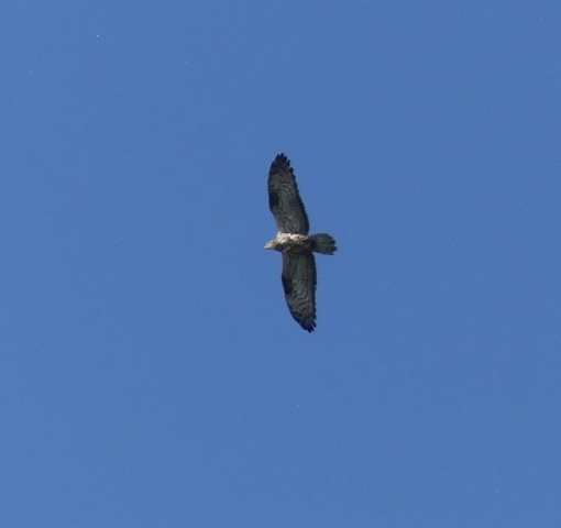 European Honey-buzzard - ML463272121