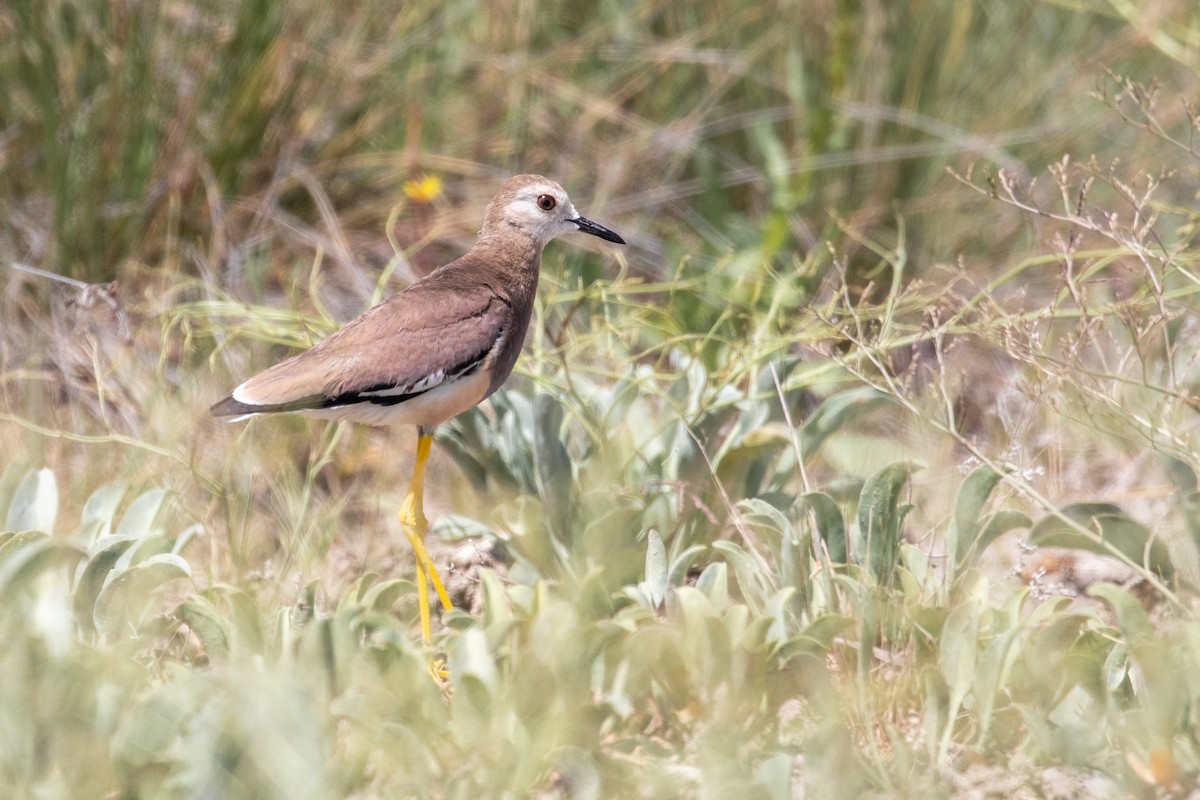 White-tailed Lapwing - Leo Damrow