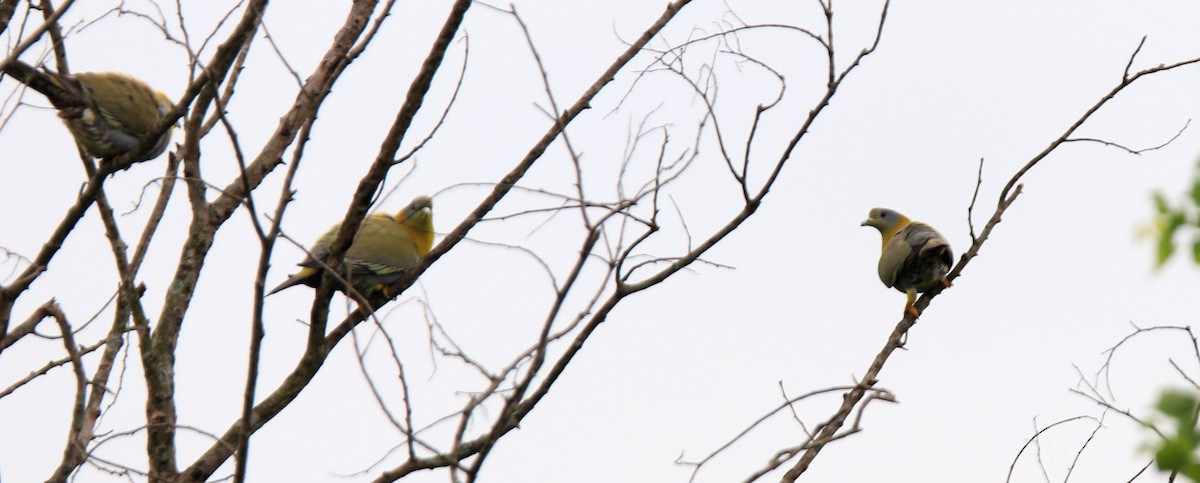 Yellow-footed Green-Pigeon - ML463274171