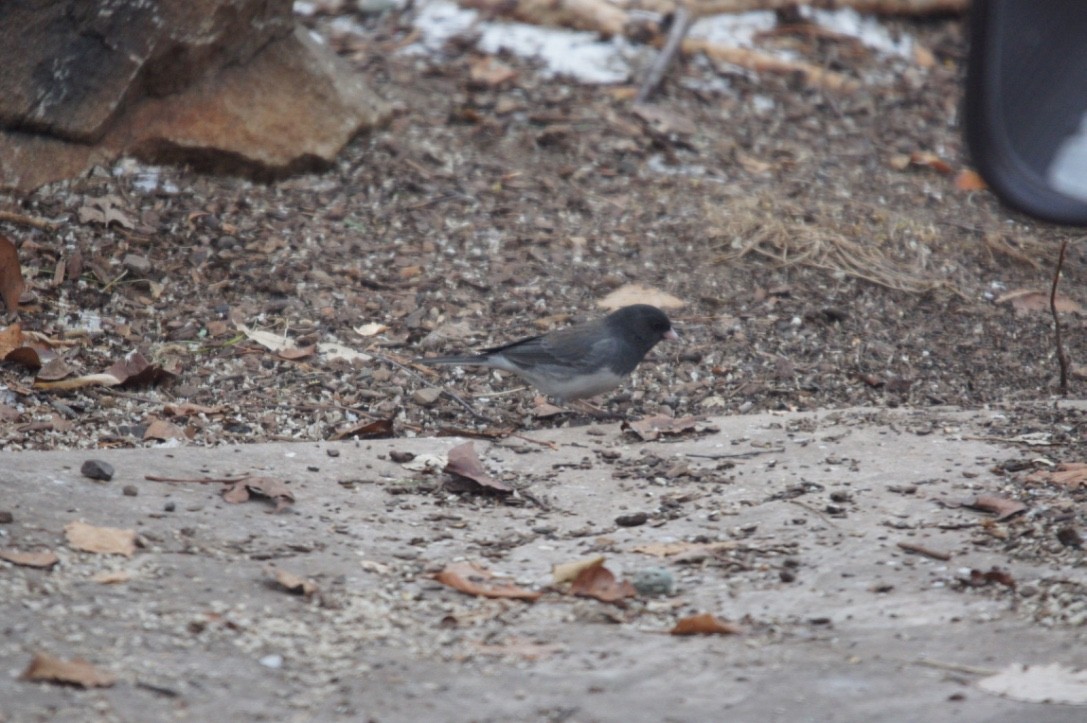 Юнко сірий (підвид hyemalis/carolinensis) - ML463274281