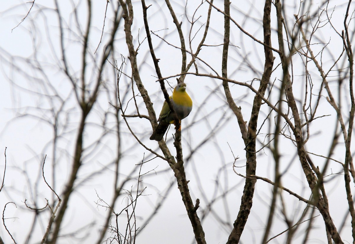 Yellow-footed Green-Pigeon - ML463274381
