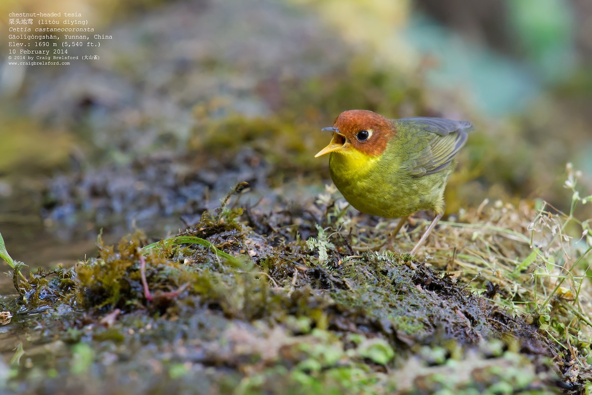 Chestnut-headed Tesia - Craig Brelsford