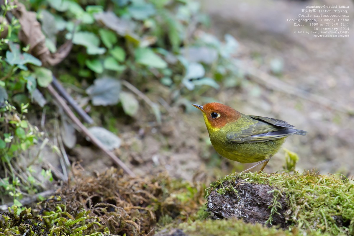 Chestnut-headed Tesia - ML46327561