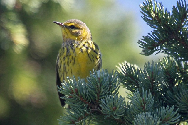 Cape May Warbler - Jeffrey Offermann