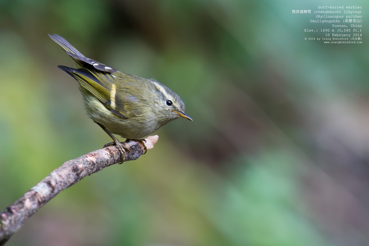 Buff-barred Warbler - ML46327751