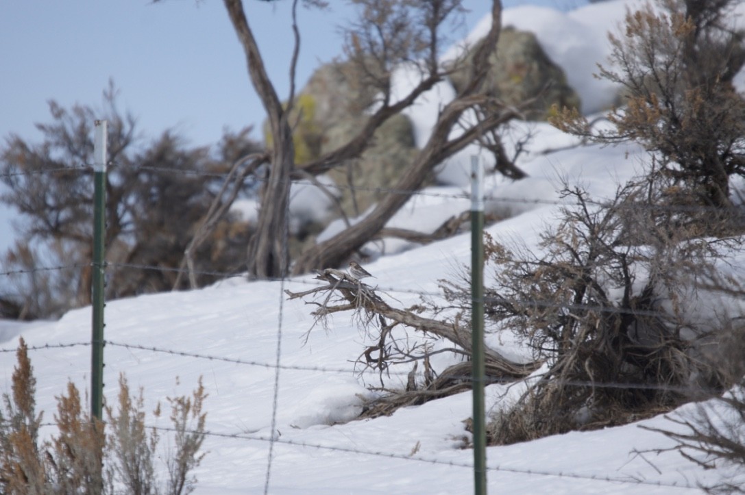 Common Redpoll - ML463277901