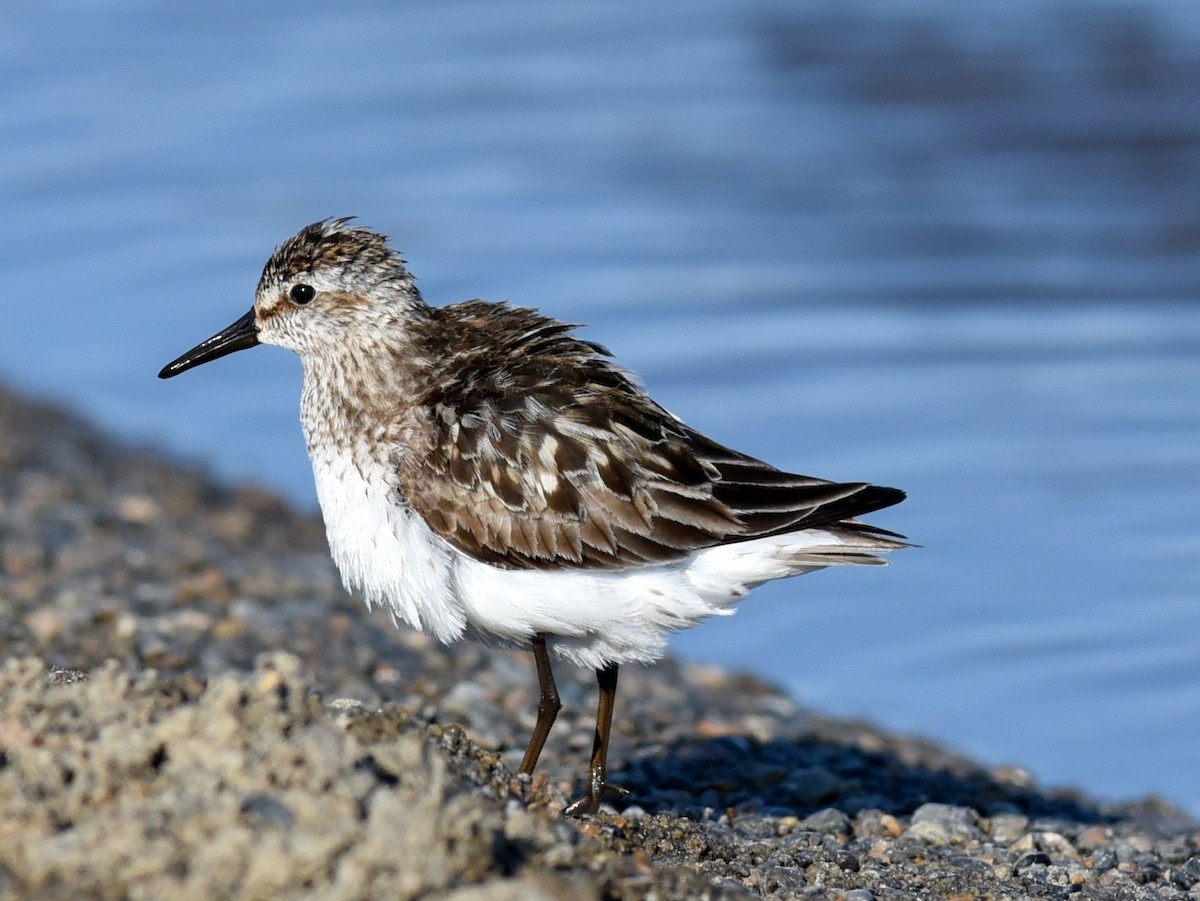 Semipalmated Sandpiper - ML463278191