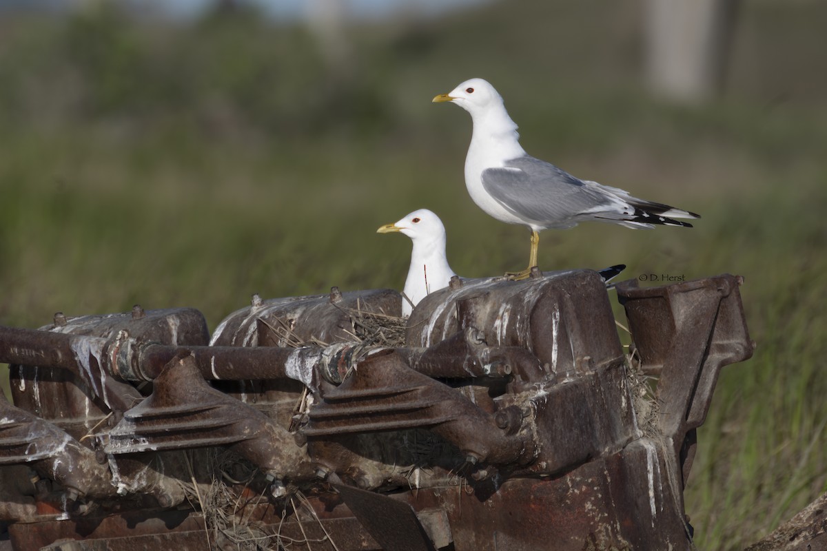 Short-billed Gull - ML463278421