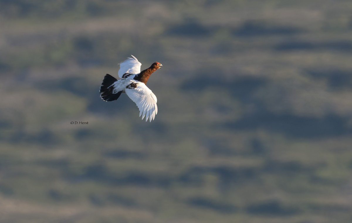 Willow Ptarmigan - ML463278681