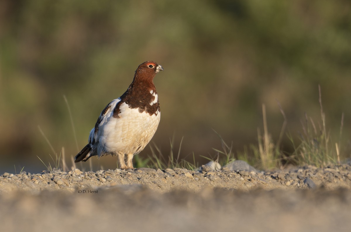 Willow Ptarmigan - ML463278791