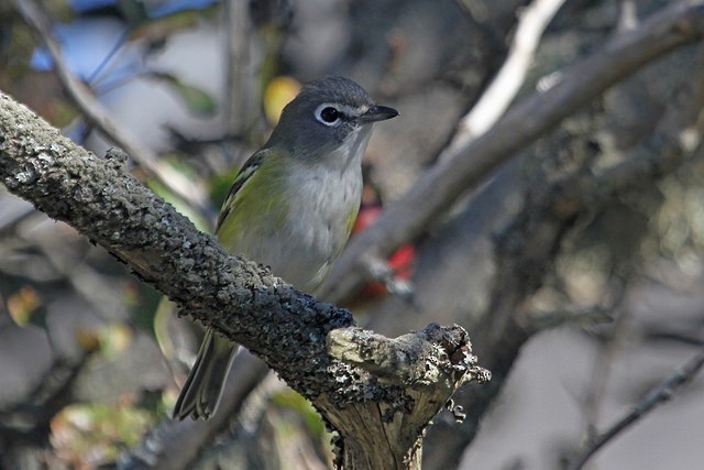 Blue-headed Vireo - Jeffrey Offermann