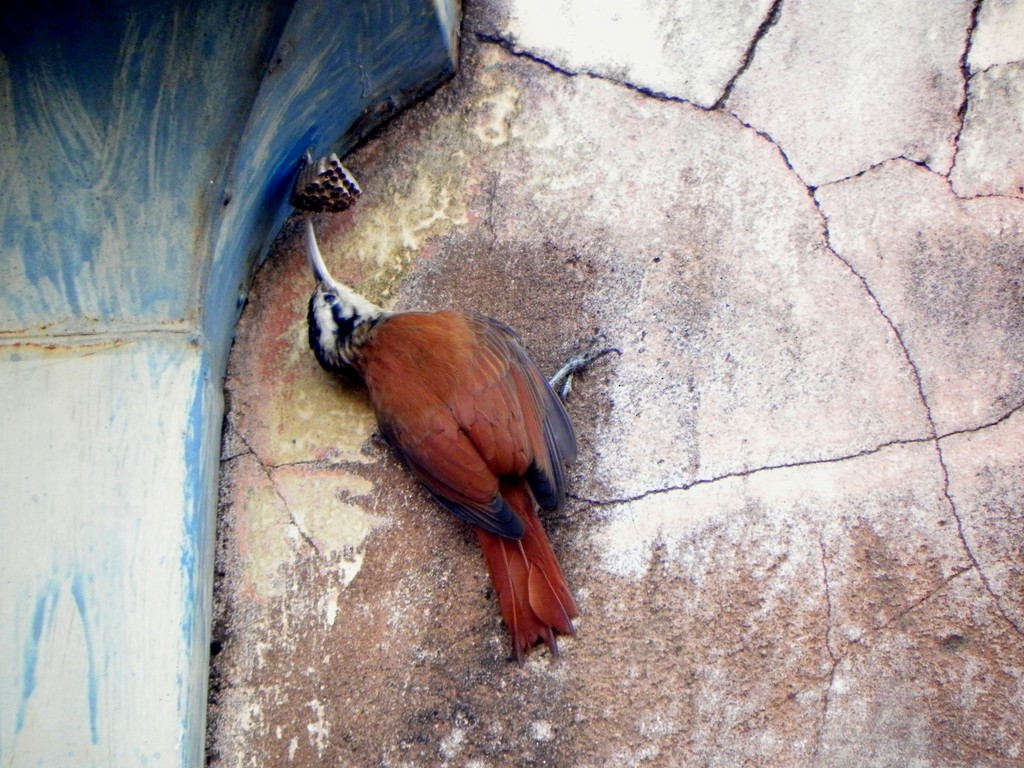 Narrow-billed Woodcreeper - Helbert Noventa