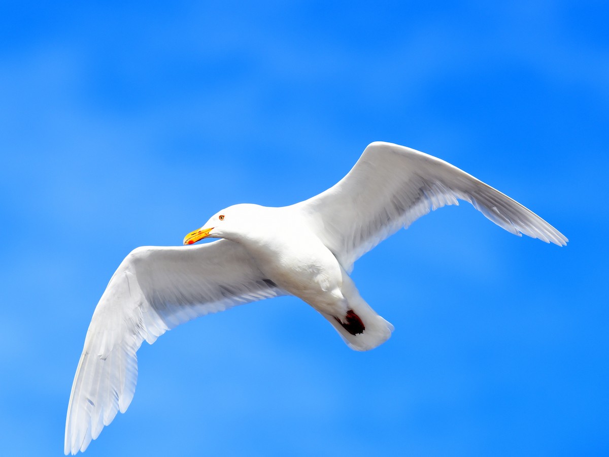 Glaucous Gull - ML463279951