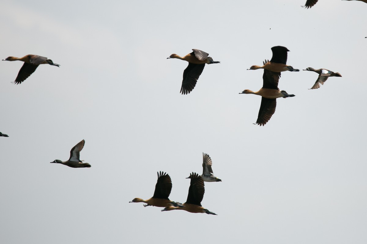 Fulvous Whistling-Duck - ML463280031