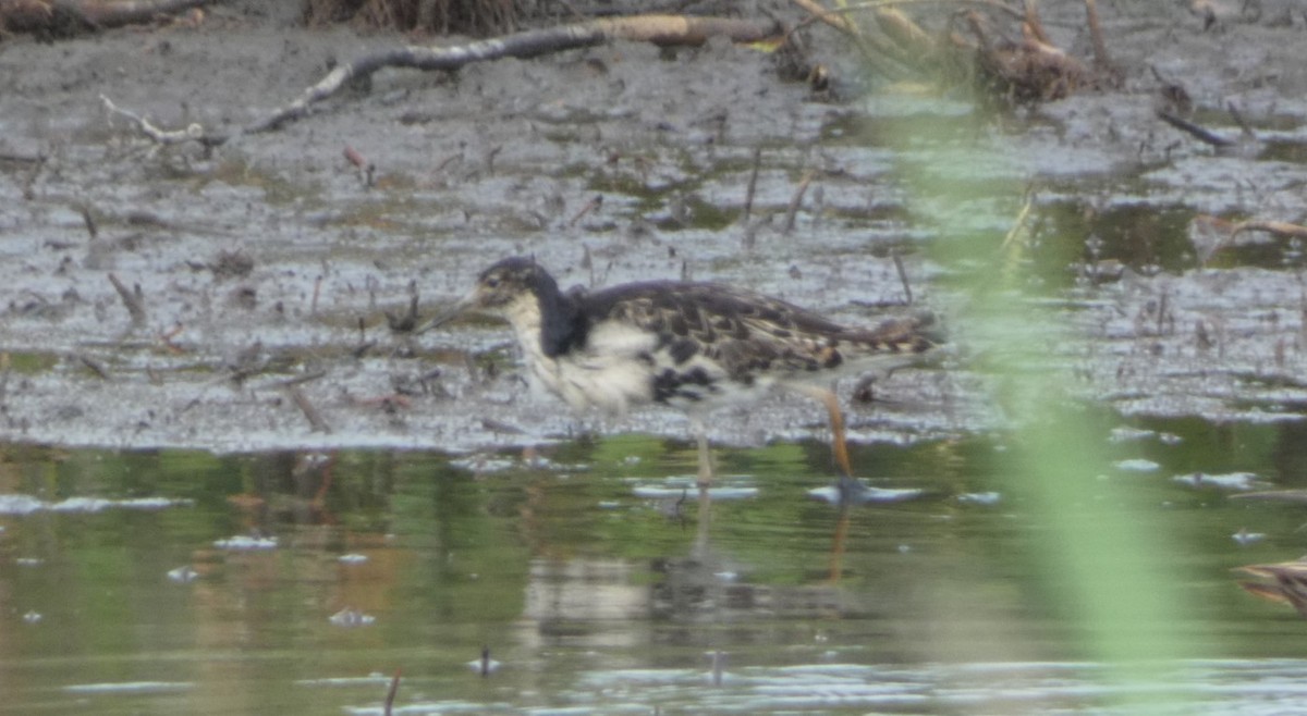 jespák bojovný - ML463280431