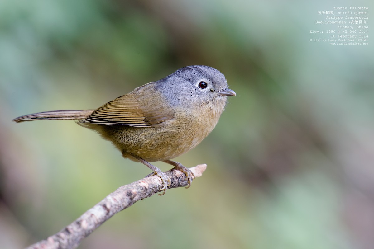 Yunnan Fulvetta - ML46328091