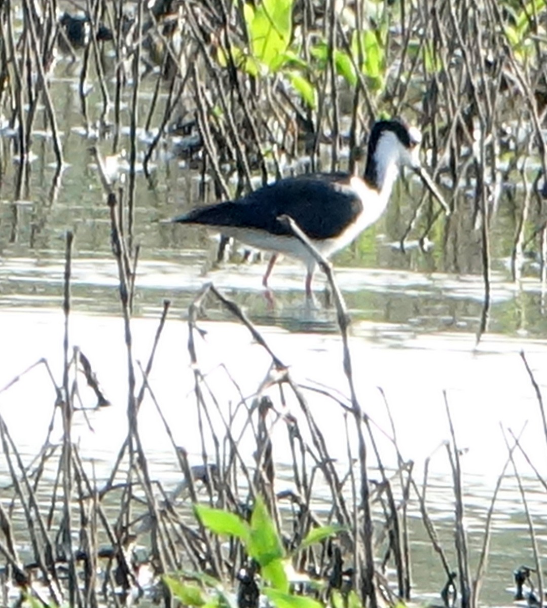 Black-necked Stilt - ML463281571