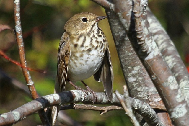 Hermit Thrush - ML46328161