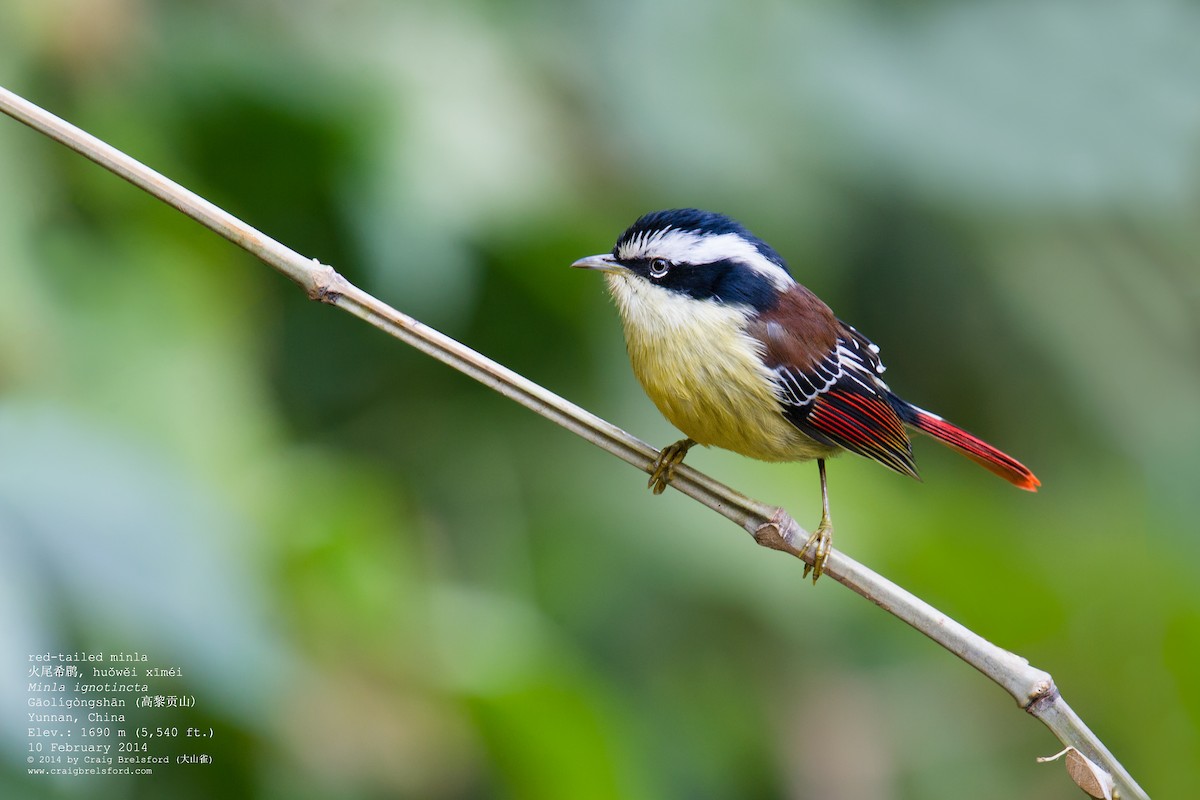 Red-tailed Minla - Craig Brelsford