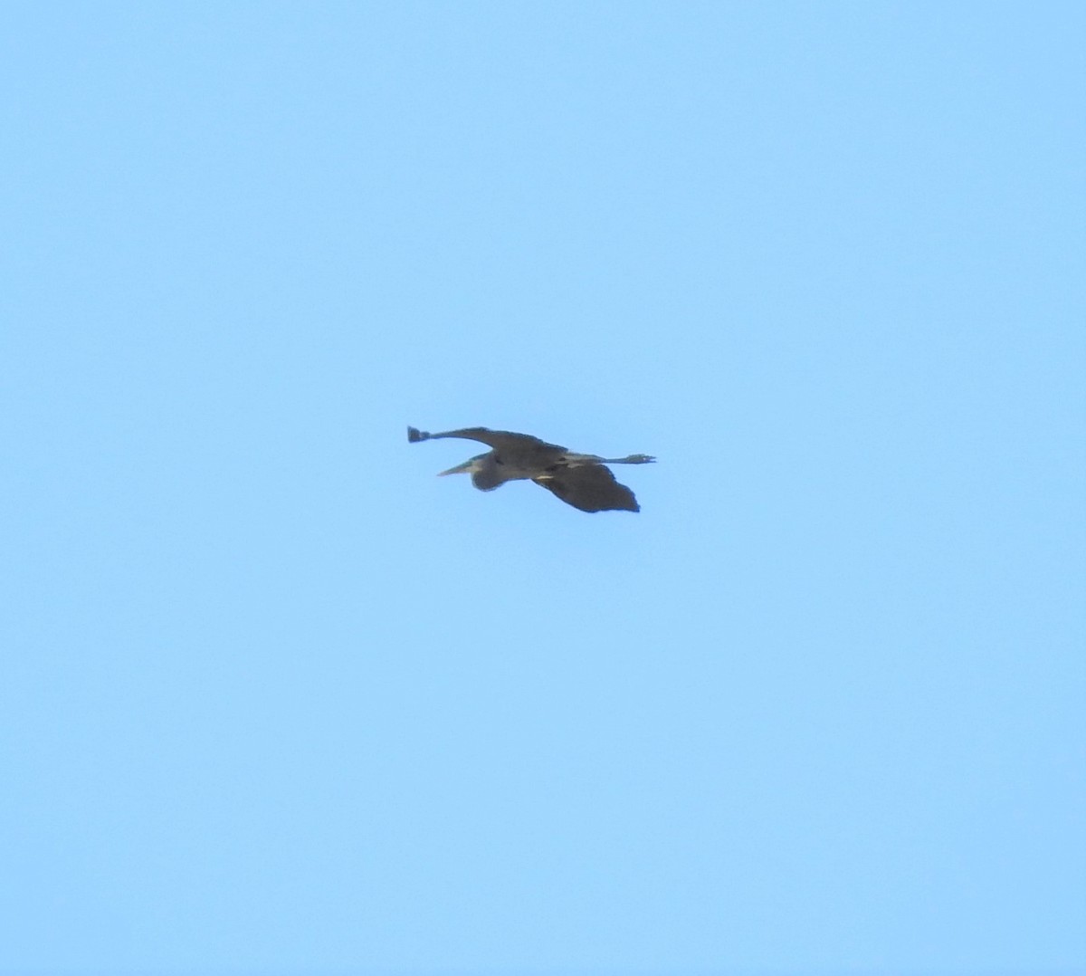Great Blue Heron - ML463283241