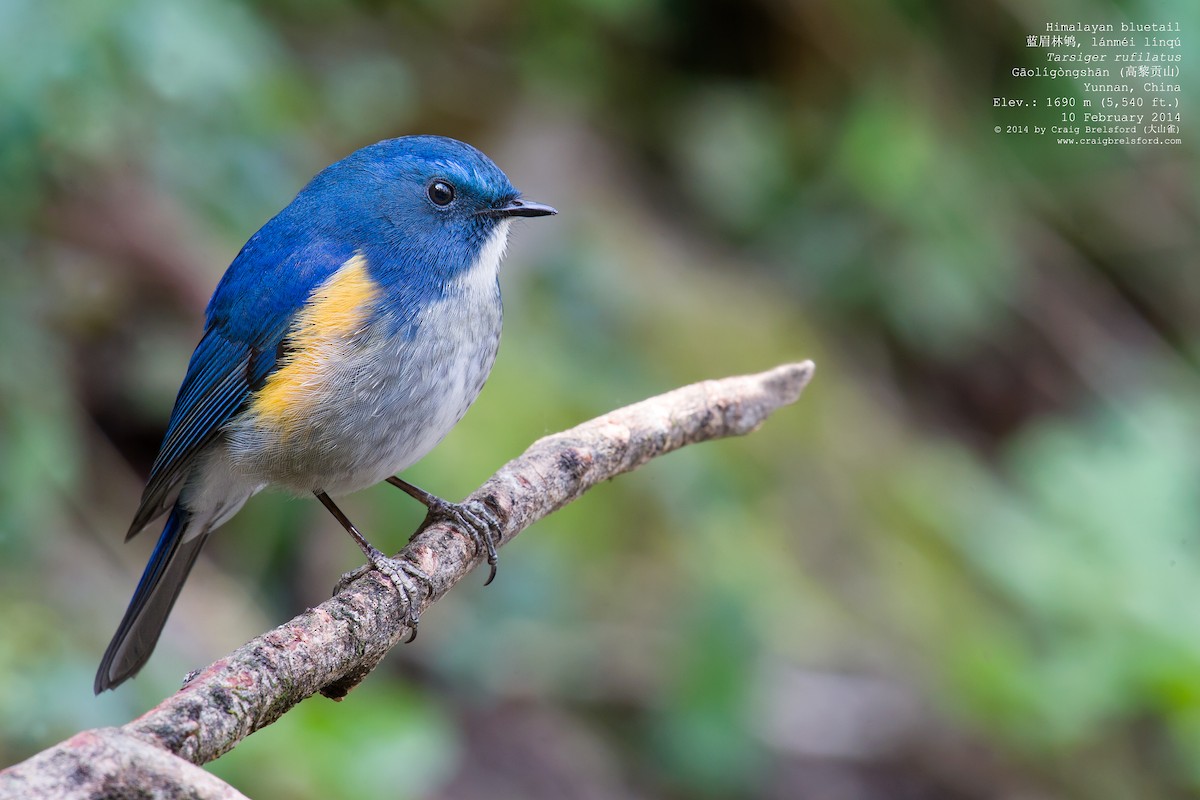 Himalayan Bluetail - ML46328381