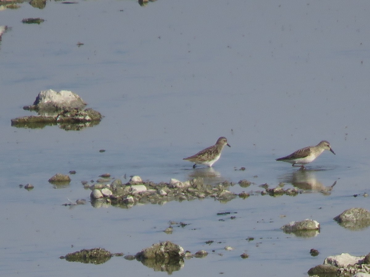 Semipalmated Sandpiper - ML463283941