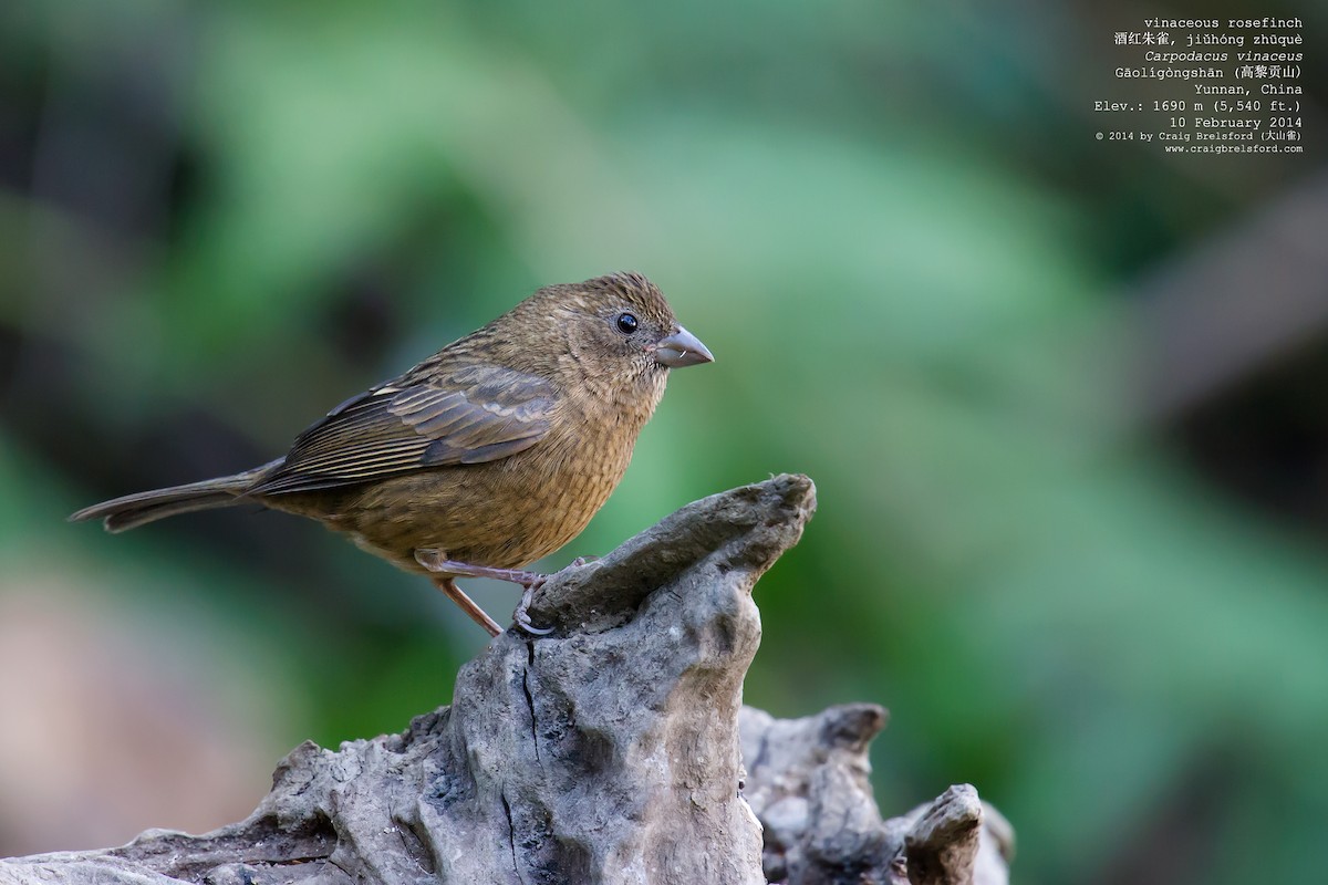 Vinaceous Rosefinch - ML46328451