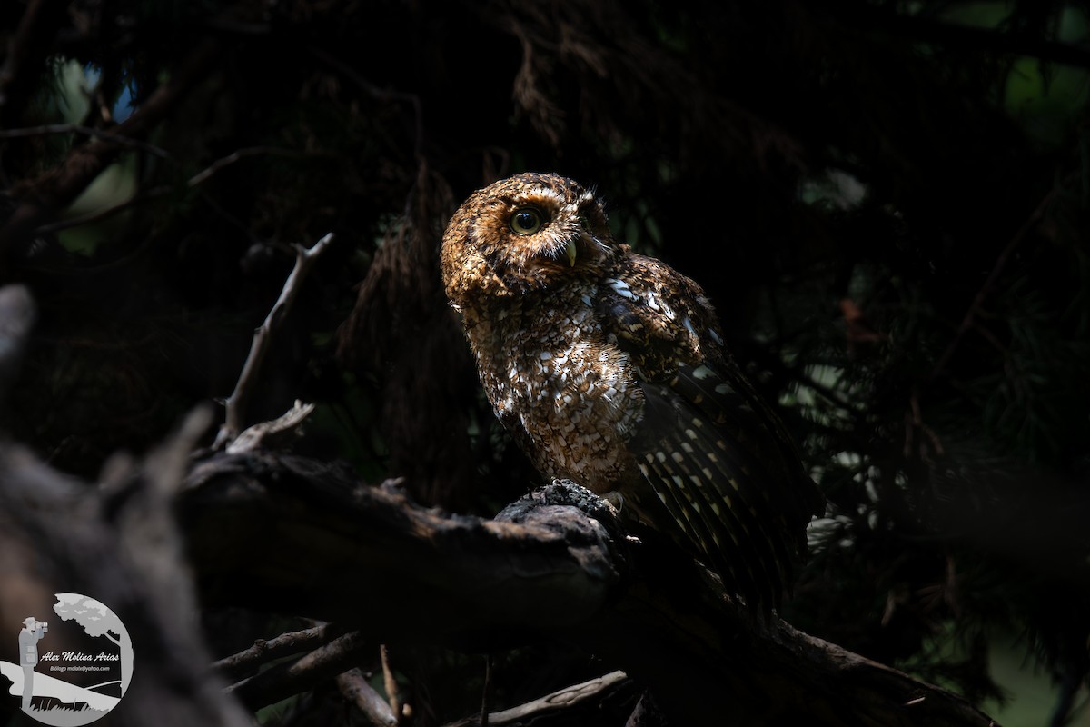 Bare-shanked Screech-Owl - ML463285011