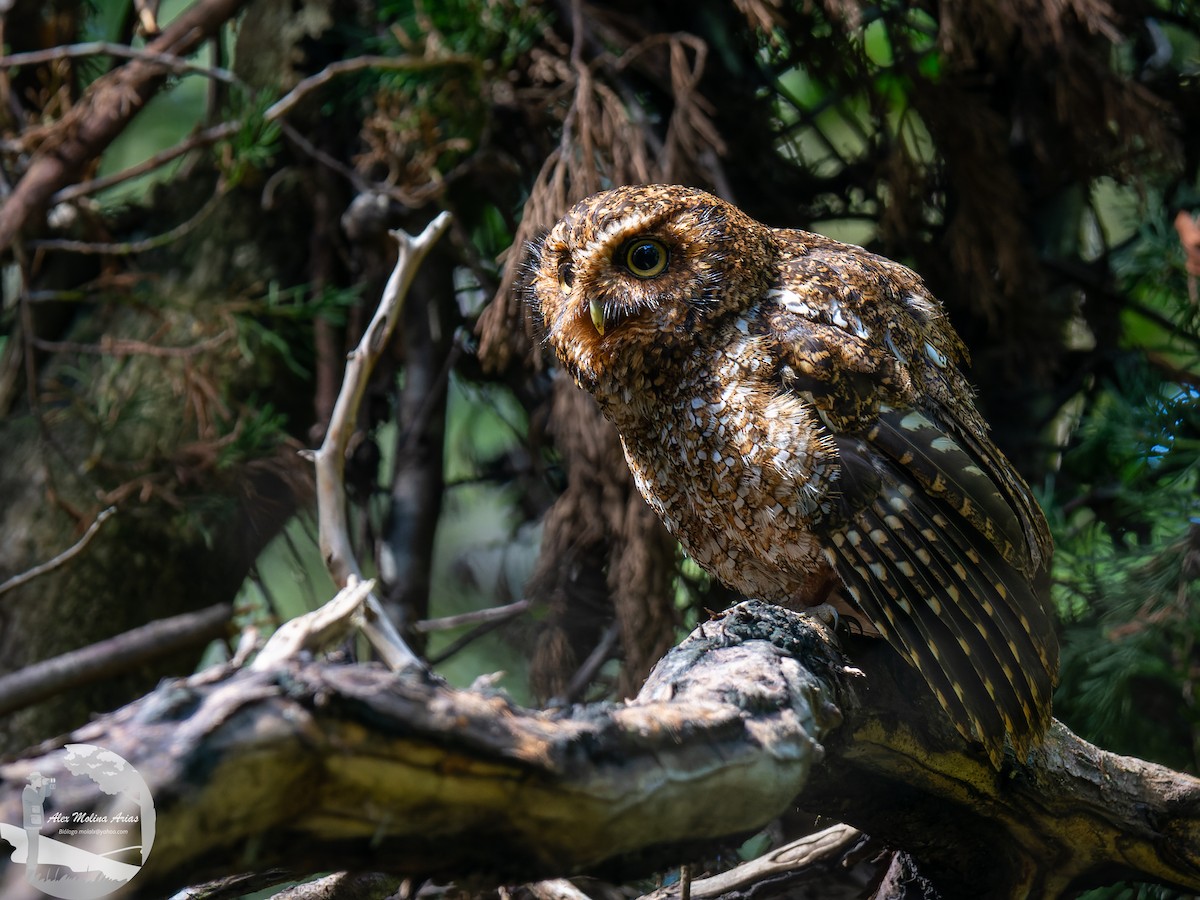 Bare-shanked Screech-Owl - ML463285021