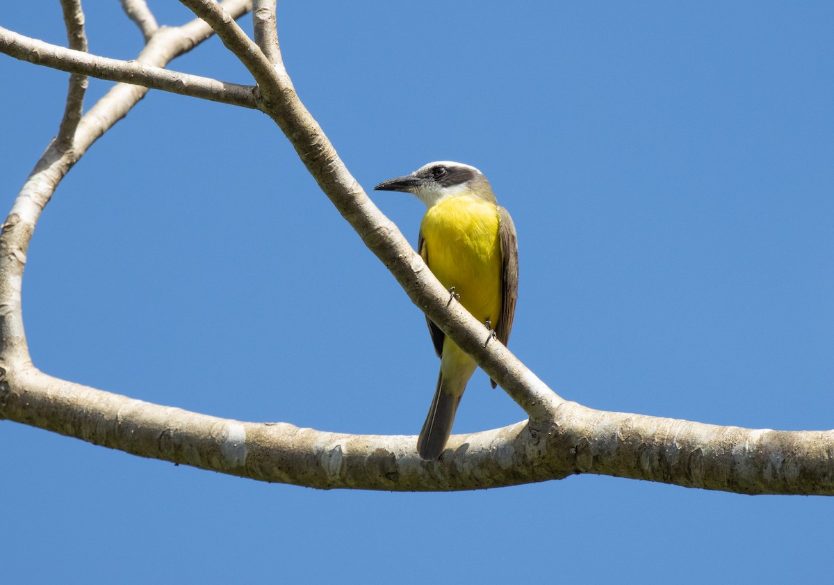 Boat-billed Flycatcher - Blythe Nilson