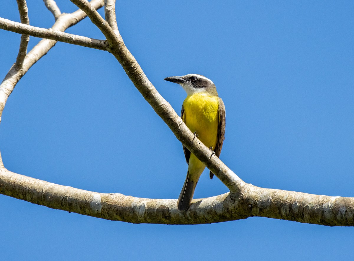 Boat-billed Flycatcher - ML463285601