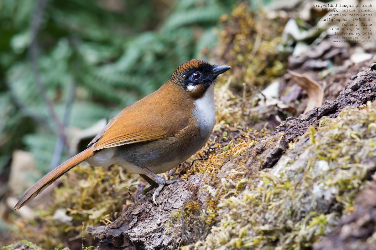 Gray-sided Laughingthrush - ML46328681