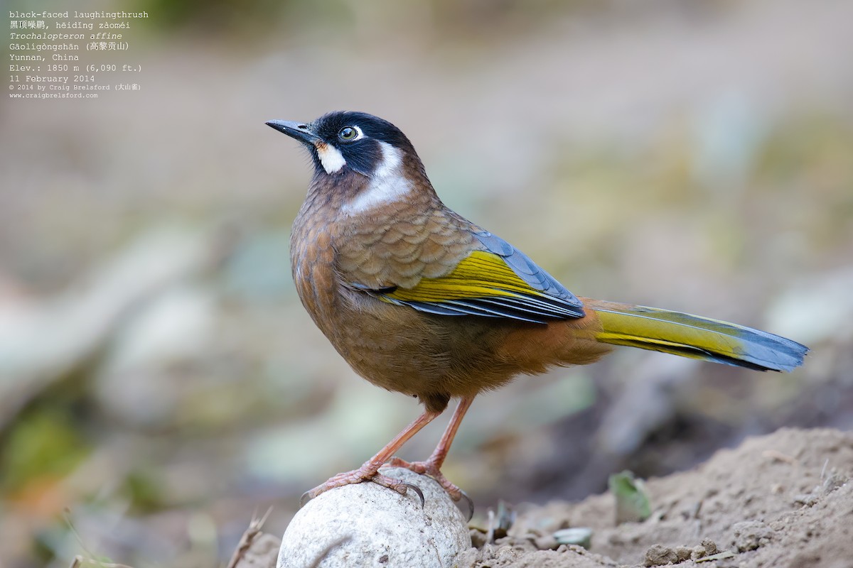 Black-faced Laughingthrush - Craig Brelsford
