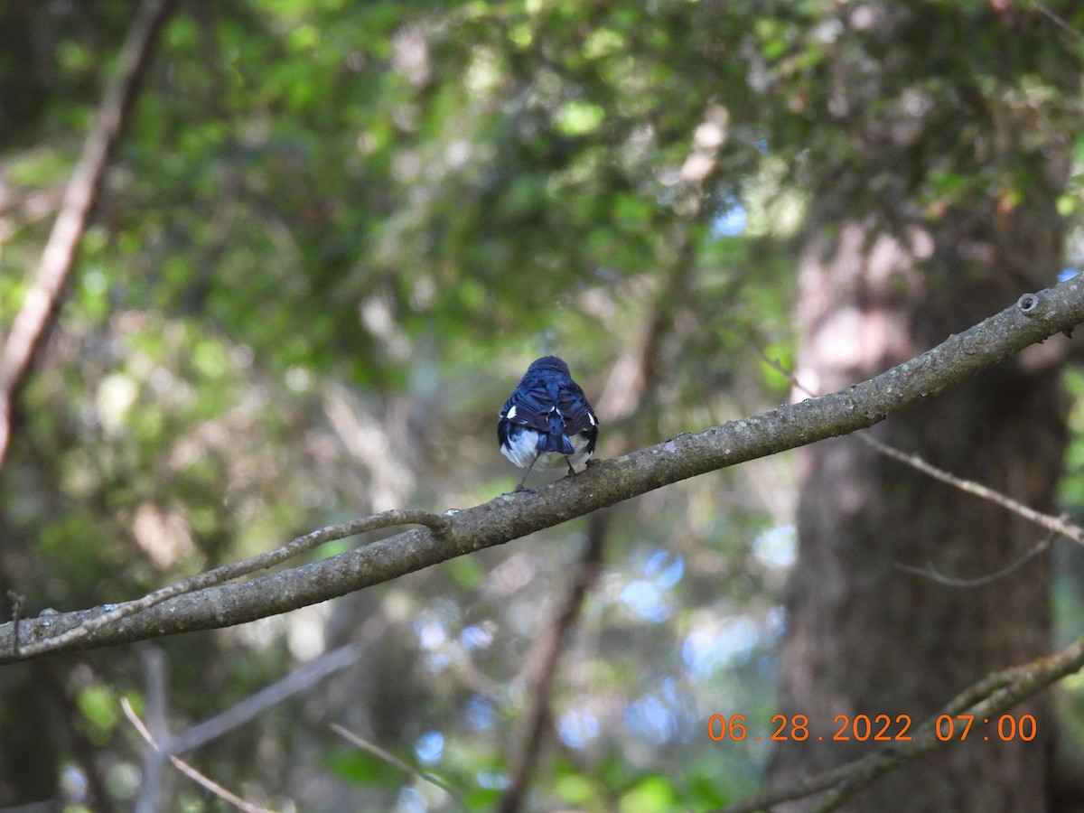 Paruline bleue - ML463287391