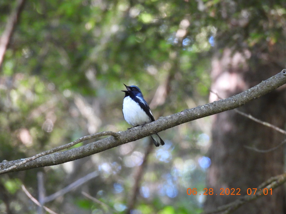 Black-throated Blue Warbler - Cheryl Ring