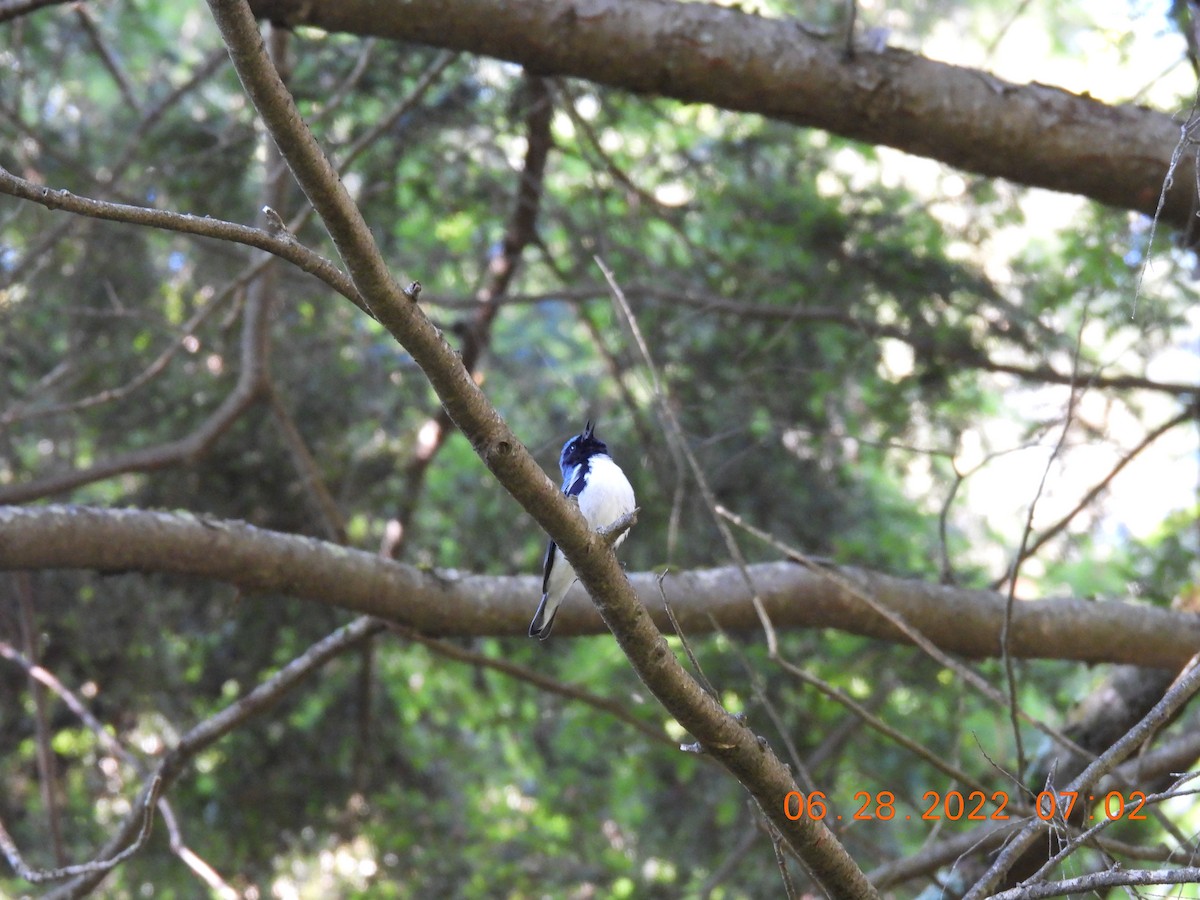 Black-throated Blue Warbler - Cheryl Ring