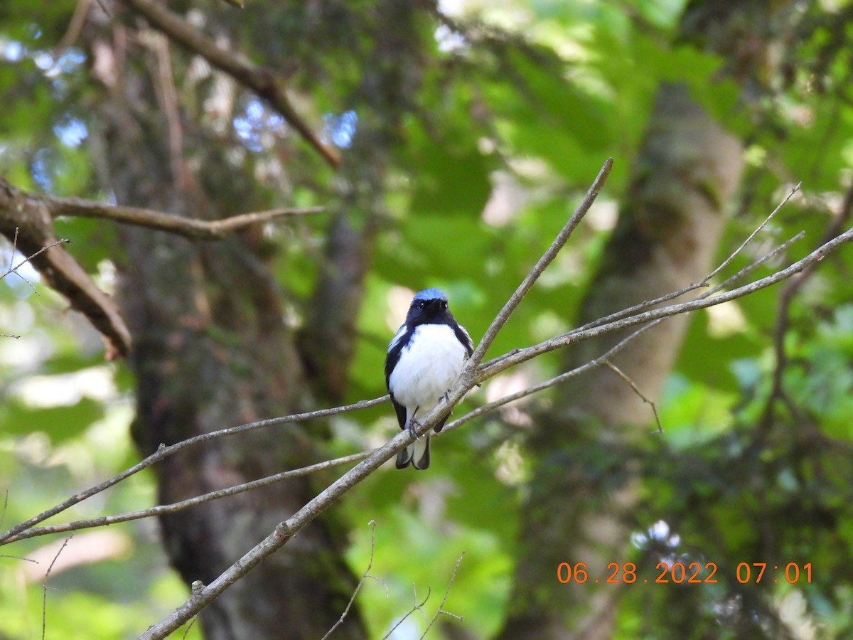 Black-throated Blue Warbler - Cheryl Ring