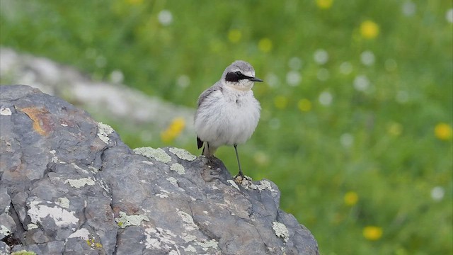 ハシグロヒタキ（oenanthe／libanotica） - ML463287491