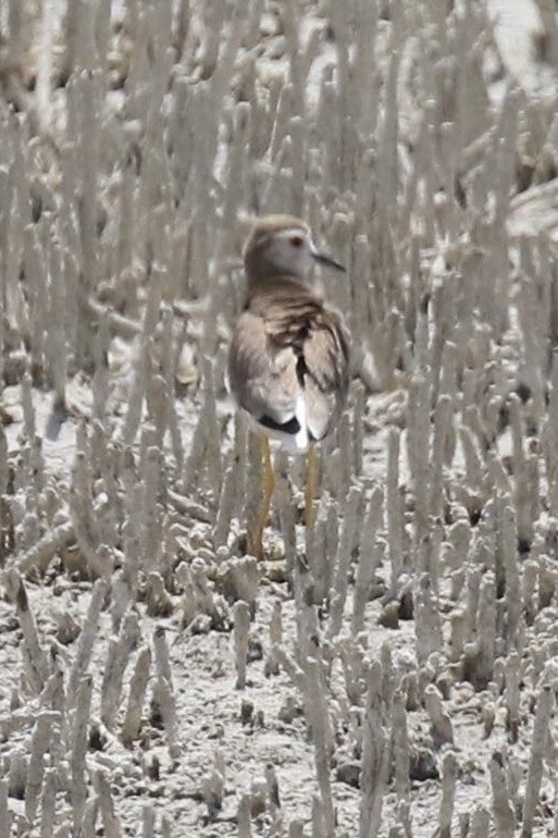 White-tailed Lapwing - ML463289281