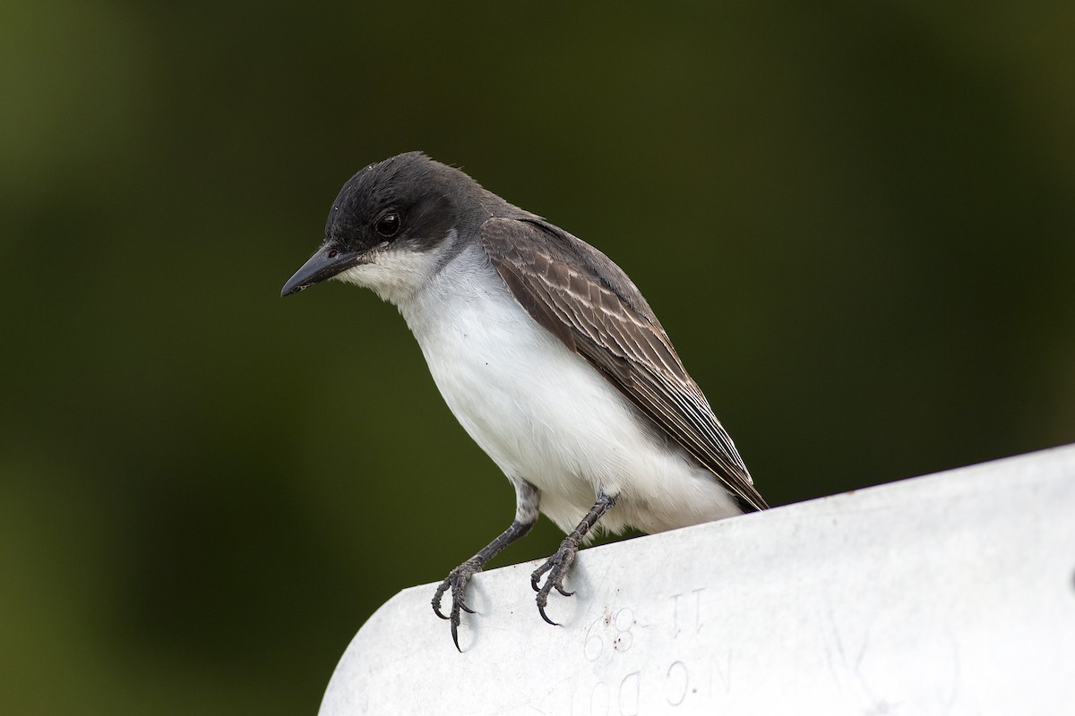 Eastern Kingbird - ML463289511