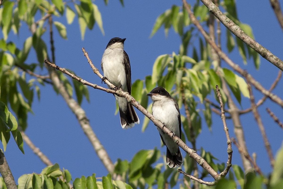 Eastern Kingbird - ML463289591