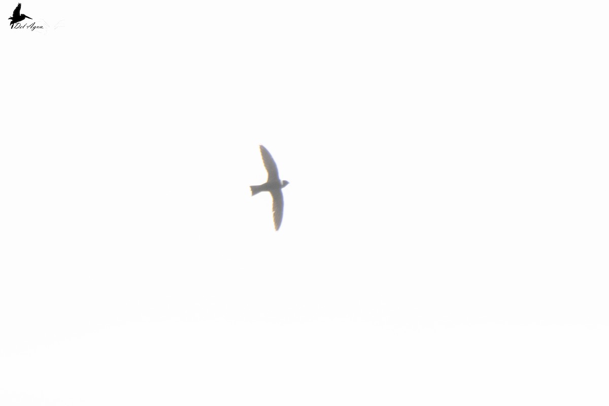 White-collared Swift - ML463291001