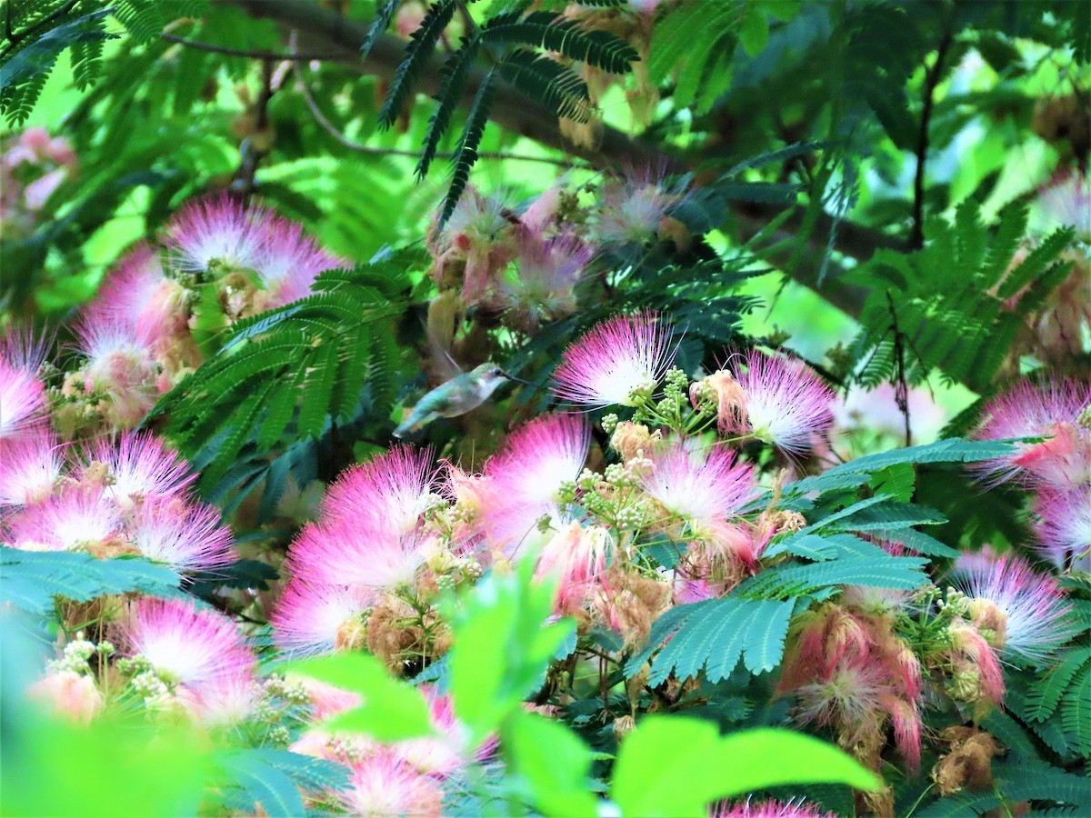 Ruby-throated Hummingbird - ML463291571