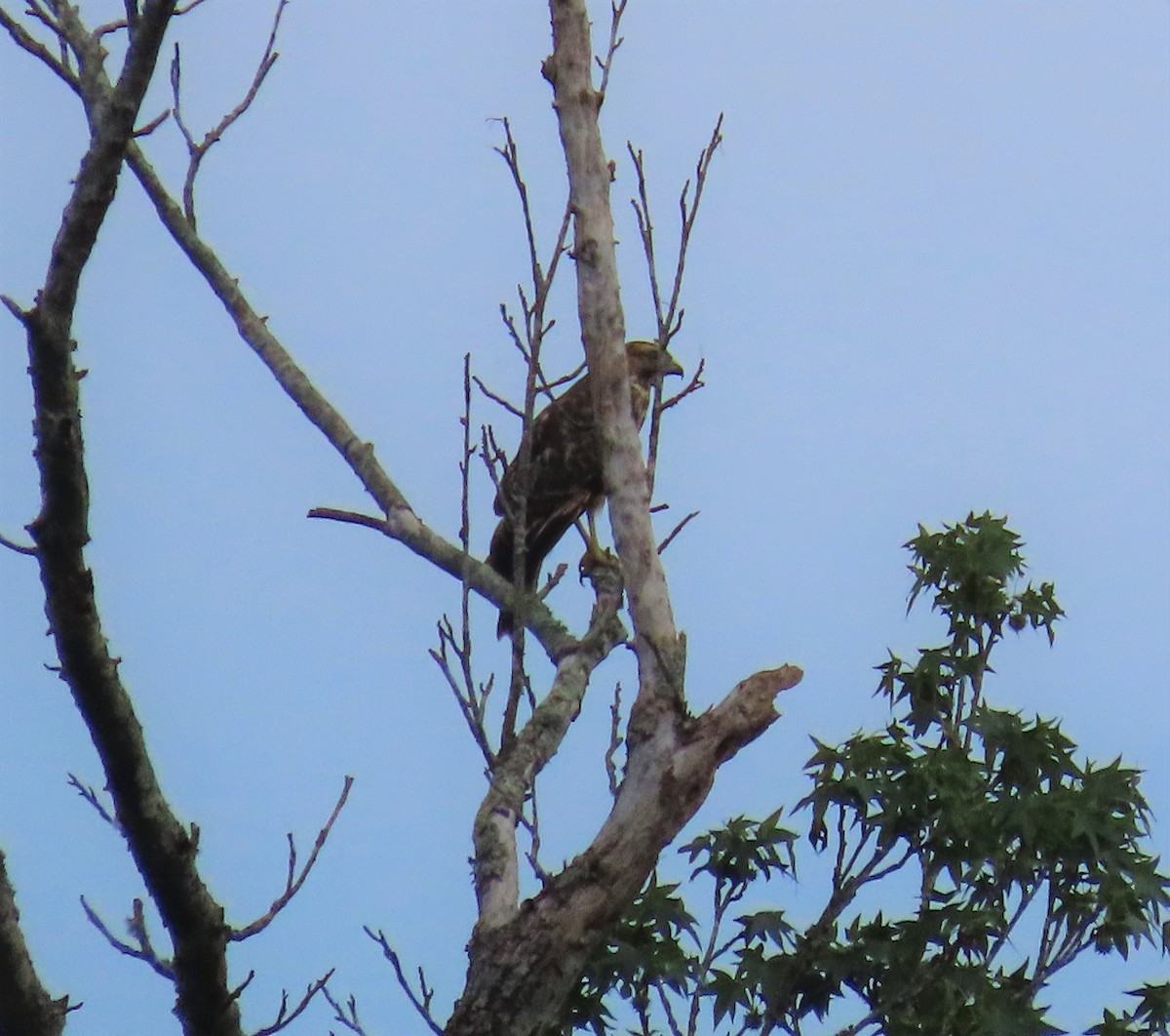 Red-shouldered Hawk - ML463292011