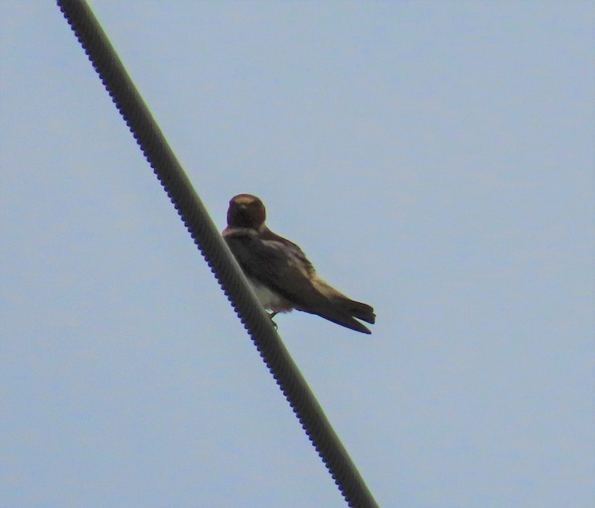 Cliff Swallow - ML463292541