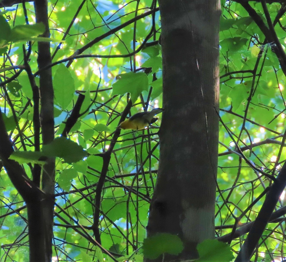 Prothonotary Warbler - ML463293651