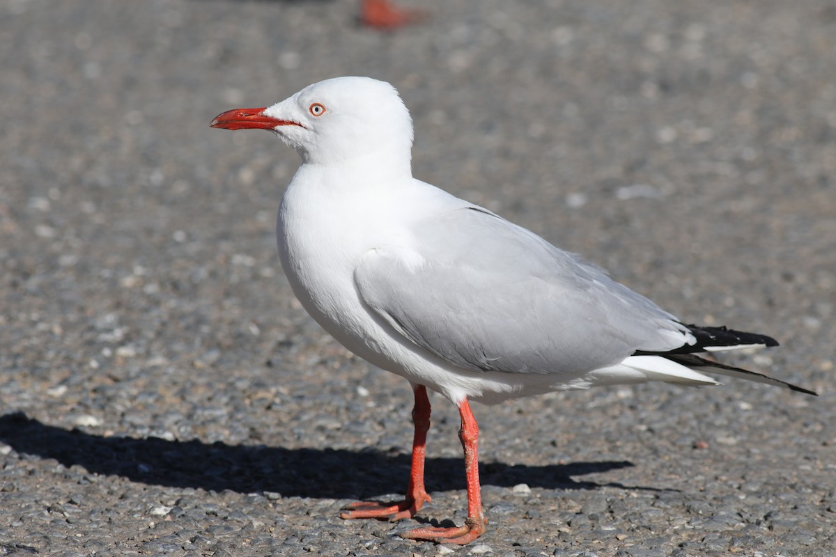 Silver Gull - ML463293961