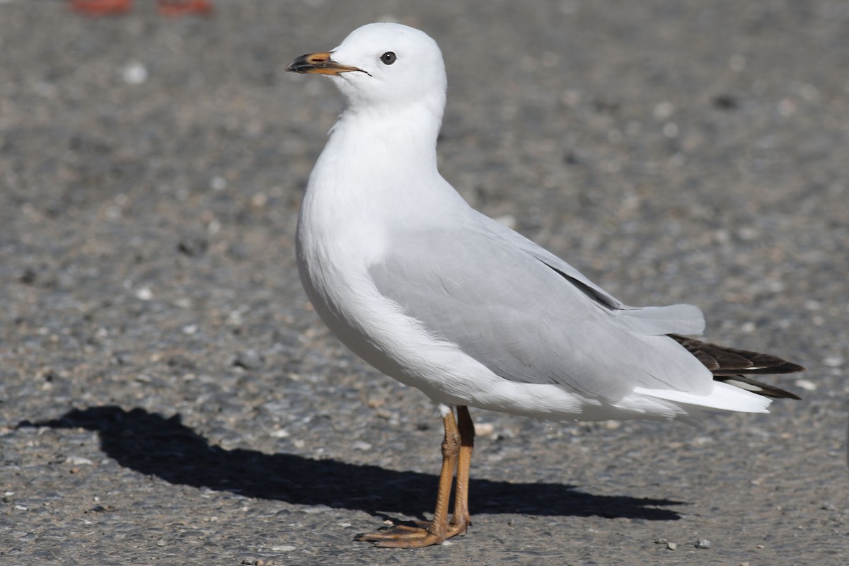 Silver Gull - ML463294051