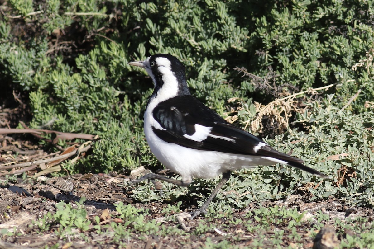 Magpie-lark - ML463294081