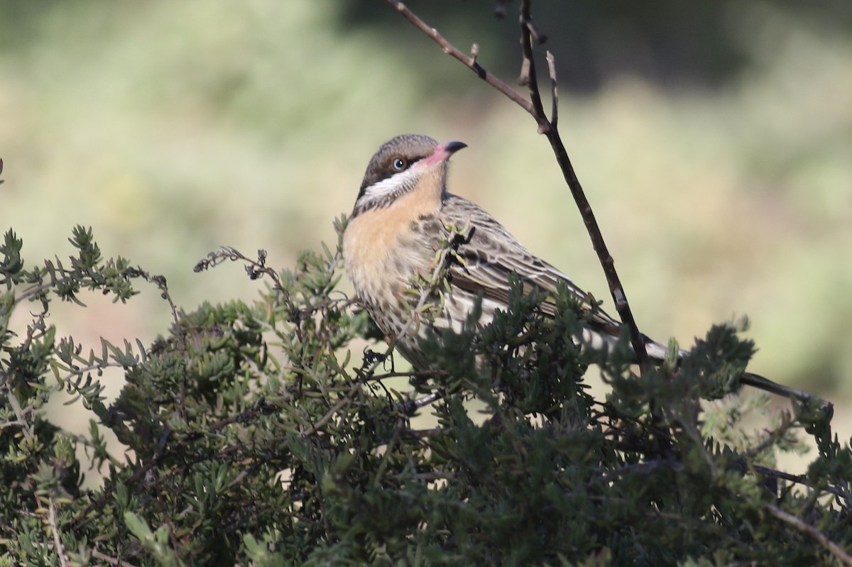 Spiny-cheeked Honeyeater - ML463294121